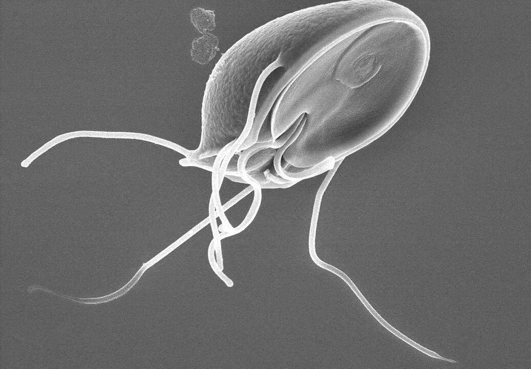 Giardia nel corpo umano